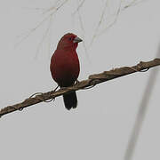 African Firefinch