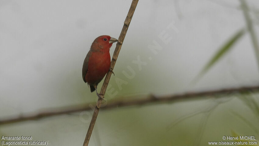 African Firefinch male adult