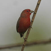 African Firefinch