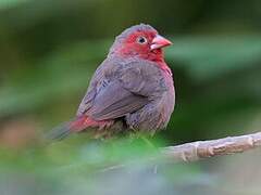 Bar-breasted Firefinch