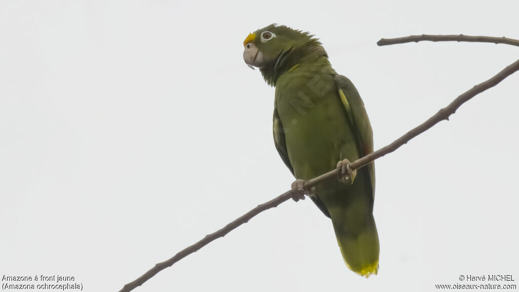 Amazone à front jauneadulte