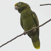 Yellow-crowned Amazon