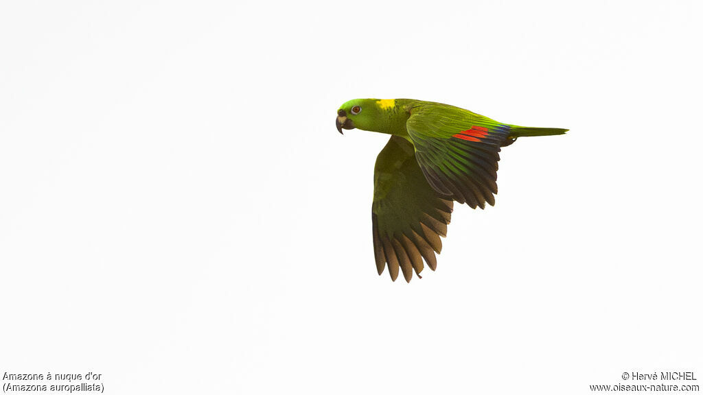 Yellow-naped Amazon