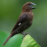 Amblyospize à front blanc