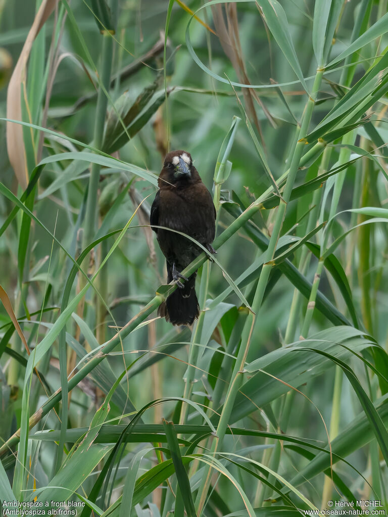 Amblyospize à front blanc