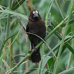 Amblyospize à front blanc