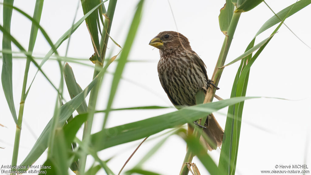 Amblyospize à front blanc