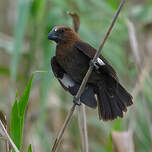Amblyospize à front blanc