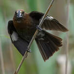 Amblyospize à front blanc