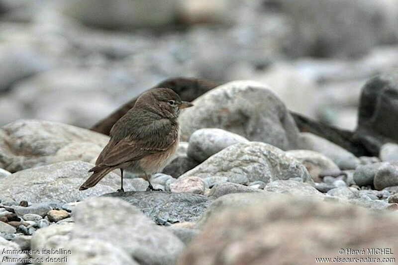 Desert Larkadult, identification