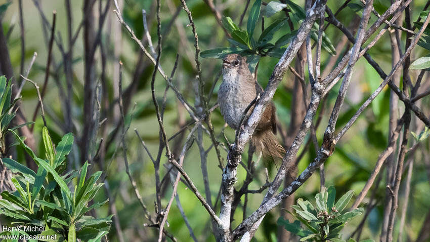 Grey Emutailadult, habitat, pigmentation, song