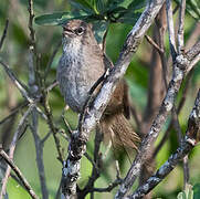 Grey Emutail