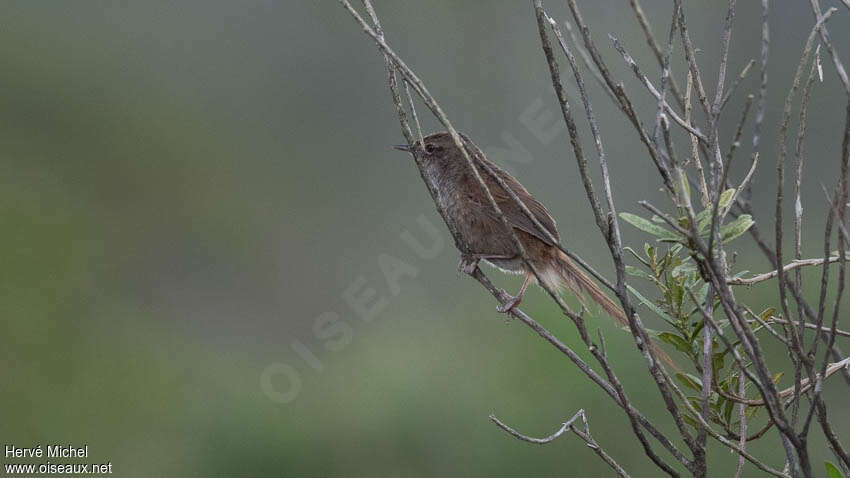 Grey Emutail male adult, habitat, pigmentation