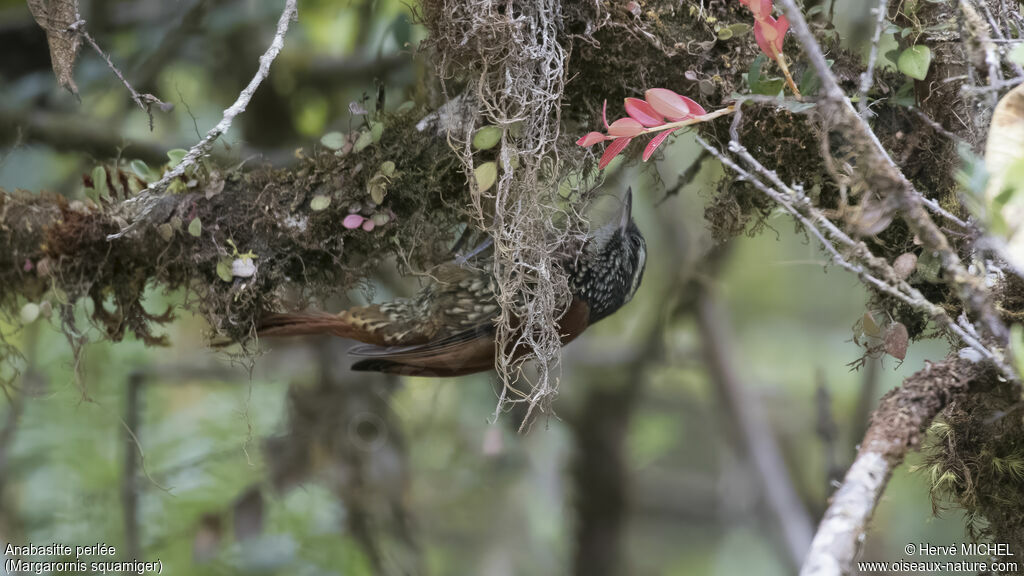 Pearled Treerunner