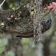 Pearled Treerunner