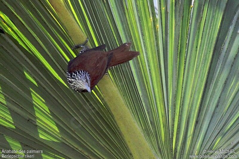Point-tailed Palmcreeperadult, identification