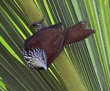 Point-tailed Palmcreeper