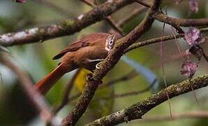 Montane Foliage-gleaner