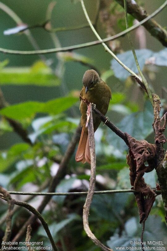 Montane Foliage-gleaner