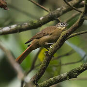 Montane Foliage-gleaner