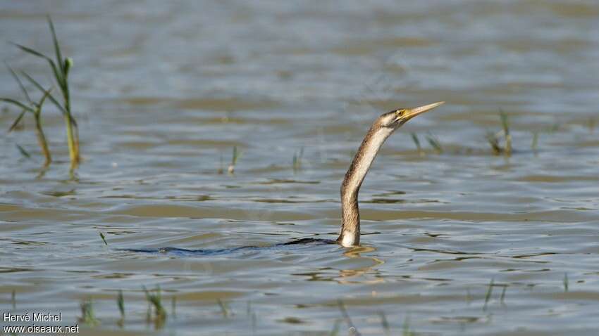 Anhinga d'Afriqueimmature, nage