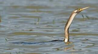 African Darter