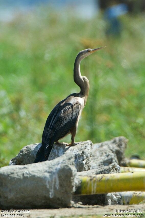 Anhinga d'Afriqueimmature