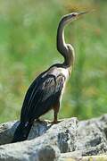 African Darter