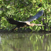 African Darter