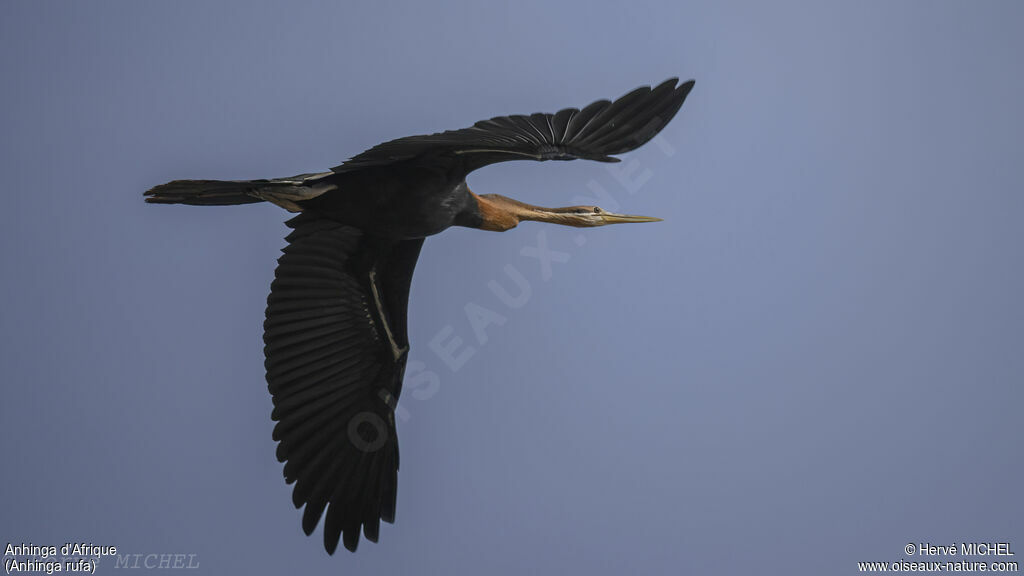 Anhinga d'Afriqueimmature