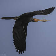 Anhinga d'Afrique