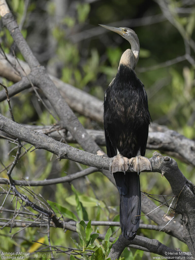 Anhinga d'Afrique