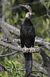 Anhinga d'Afrique