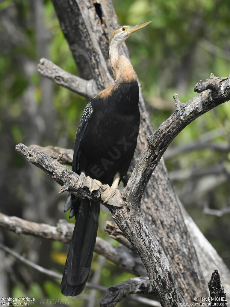 African Darter