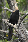 Anhinga d'Afrique