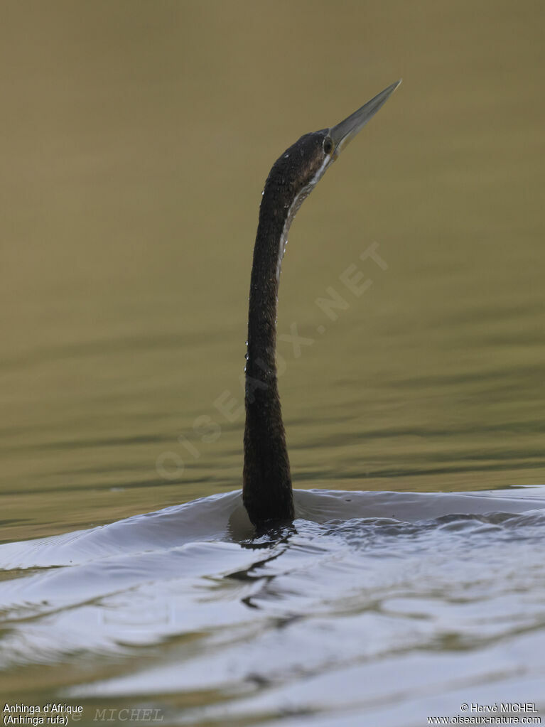 African Darter