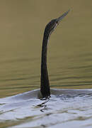 African Darter