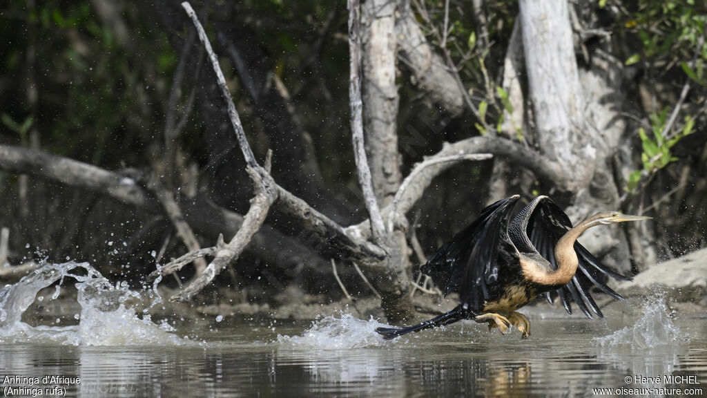 African Darter