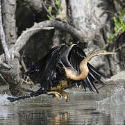 African Darter