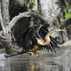 Anhinga d'Afrique