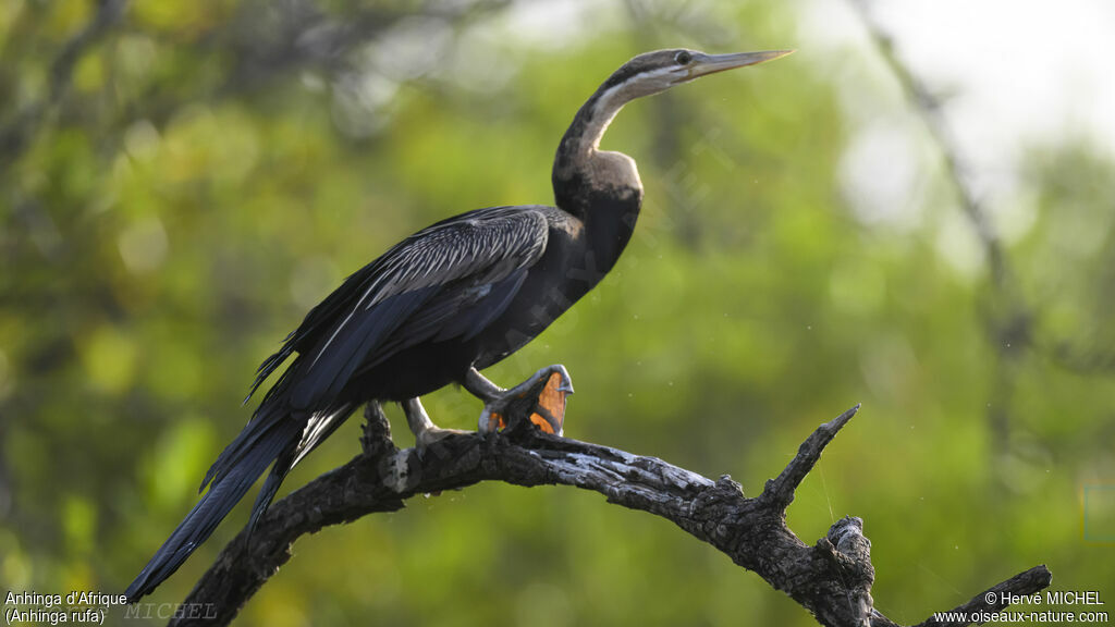 Anhinga d'Afrique