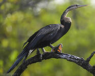 Anhinga d'Afrique