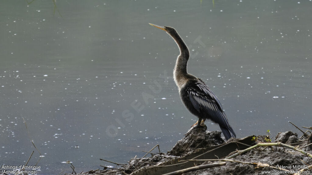 Anhinga d'Amérique