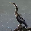 Anhinga d'Amérique