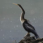 Anhinga d'Amérique