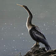 Anhinga