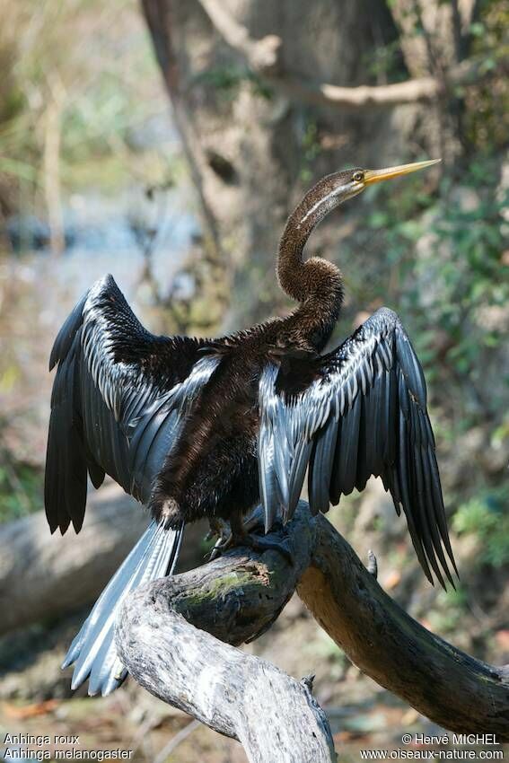 Anhinga roux