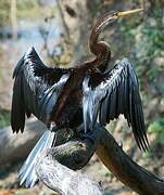 Oriental Darter