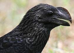 Smooth-billed Ani