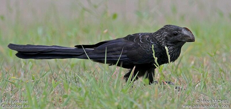 Smooth-billed Ani, identification